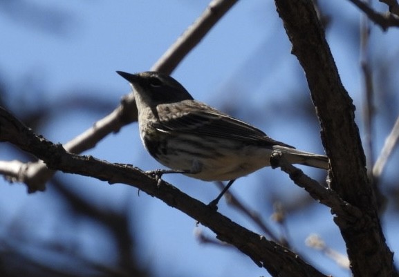 Yellow-rumped Warbler (Myrtle) - Ian M