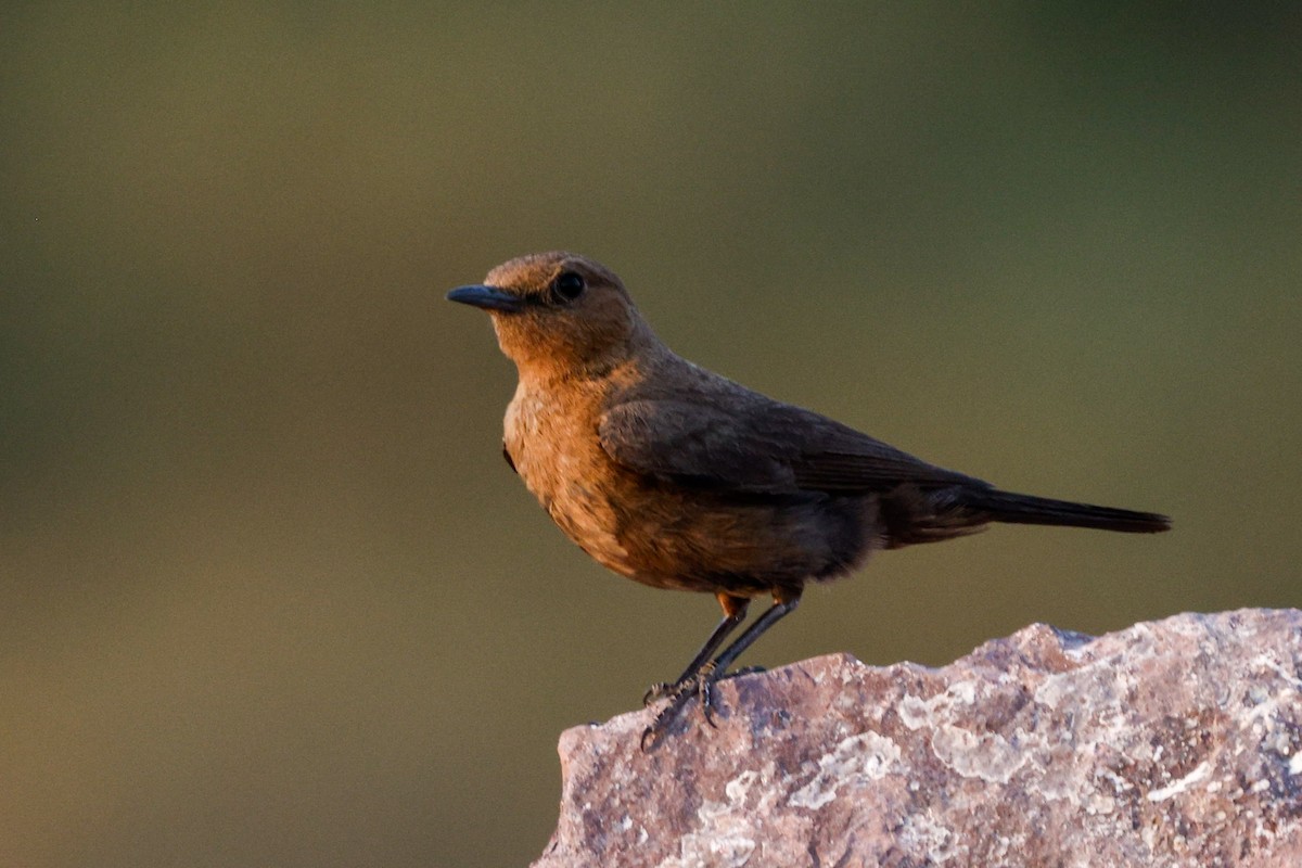 Brown Rock Chat - ML618771386