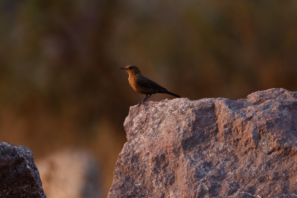 Brown Rock Chat - ML618771388