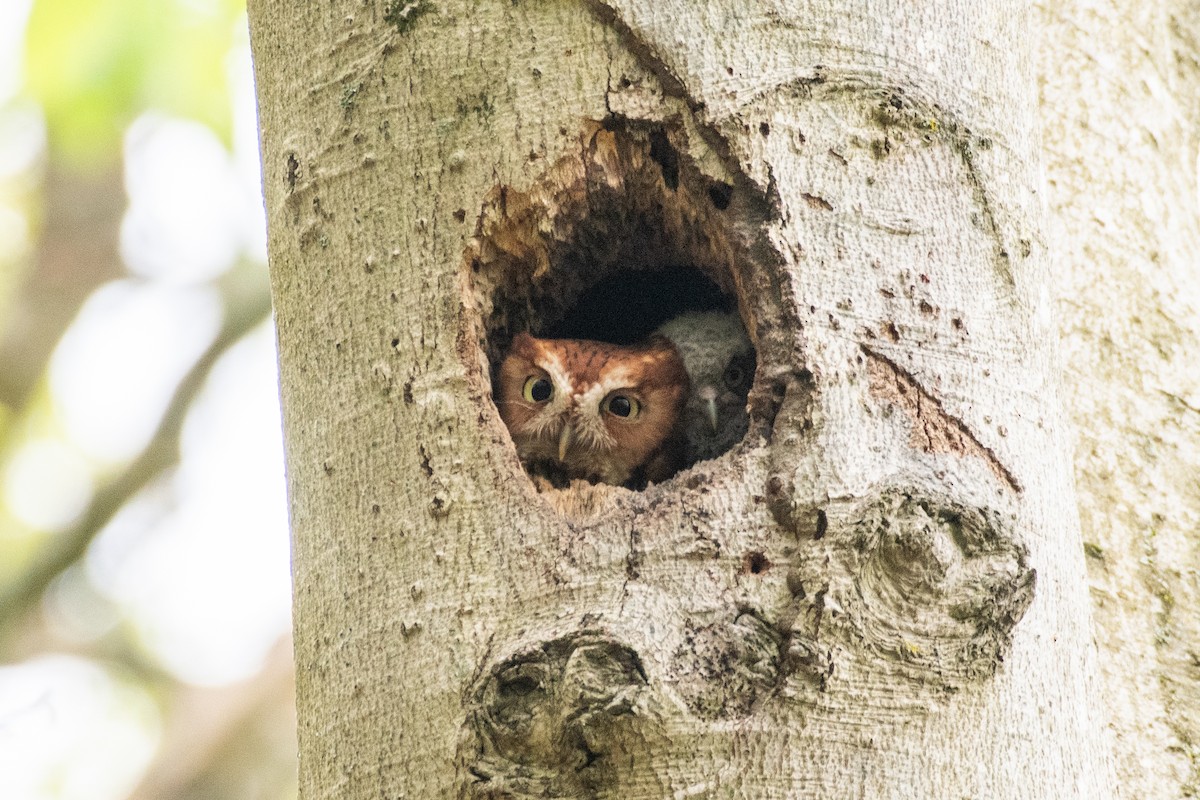 Eastern Screech-Owl (Northern) - Cody Limber