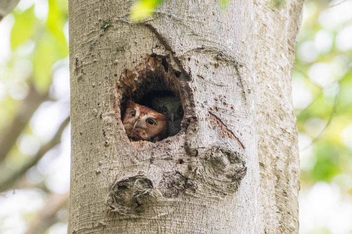 Eastern Screech-Owl (Northern) - Cody Limber