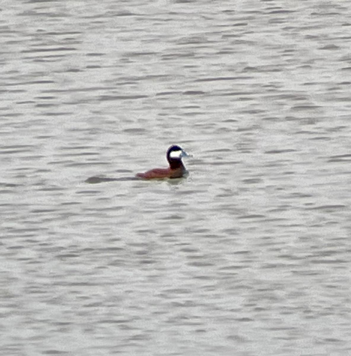 Ruddy Duck - Magill Weber