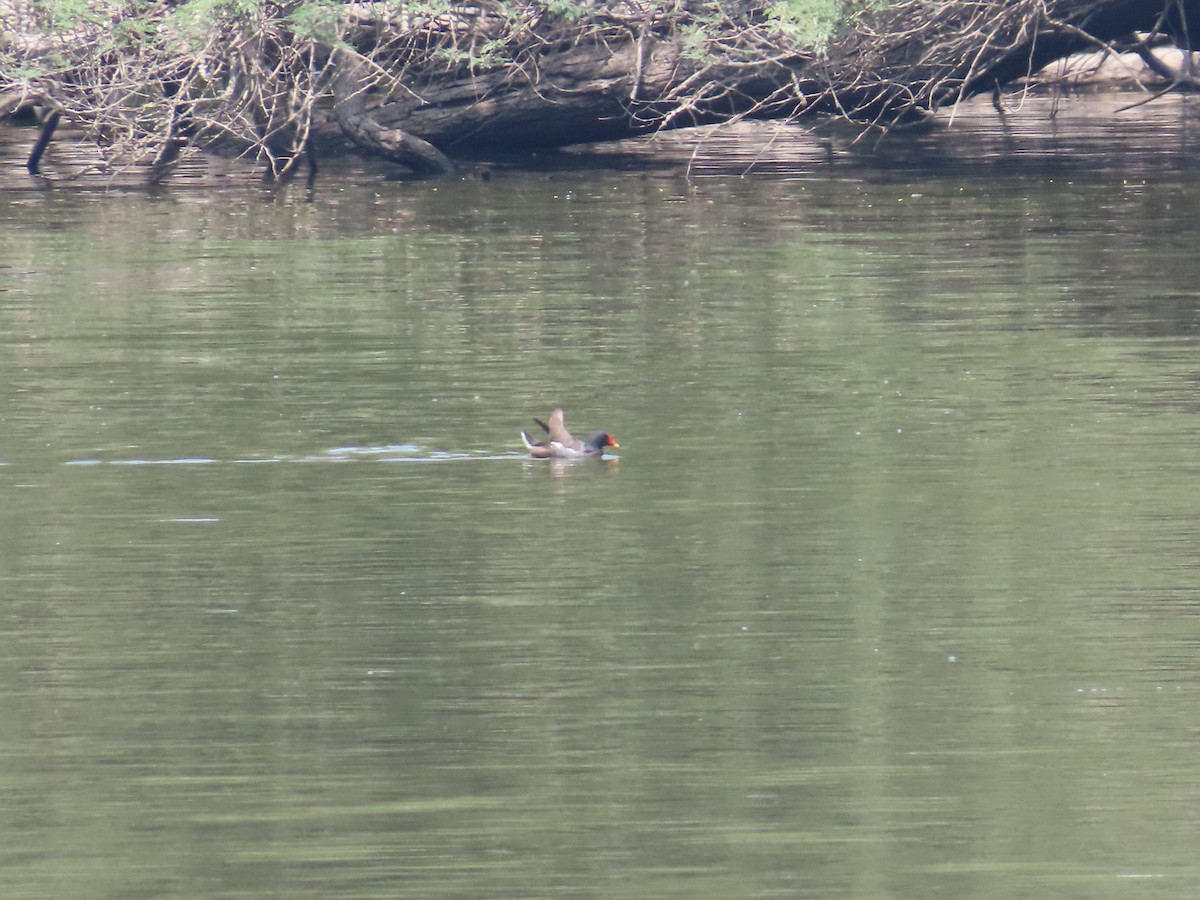 Gallinule poule-d'eau - ML618771396