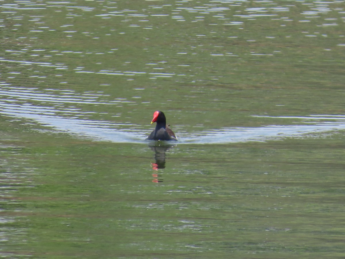 Eurasian Moorhen - Shilpa Gadgil