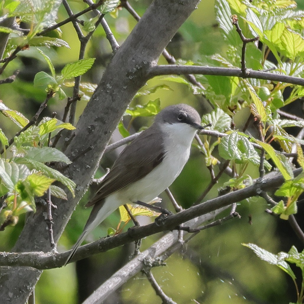 Lesser Whitethroat - ML618771408