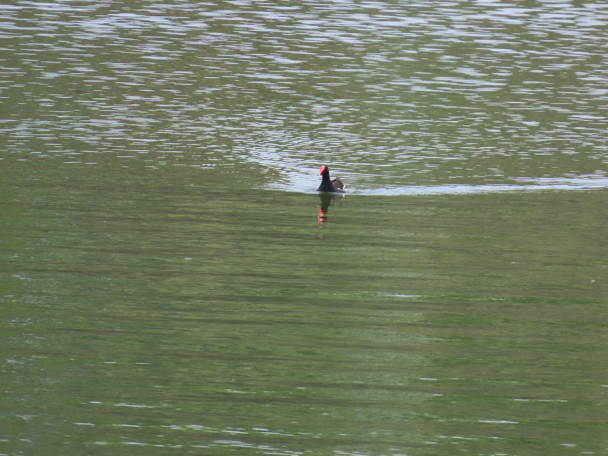 Eurasian Moorhen - Shilpa Gadgil