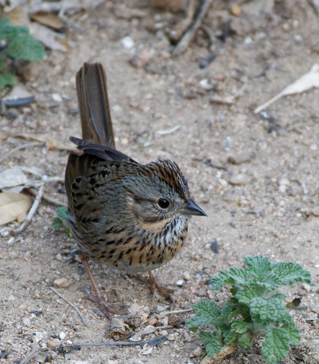 Lincoln's Sparrow - Leslie Holzmann