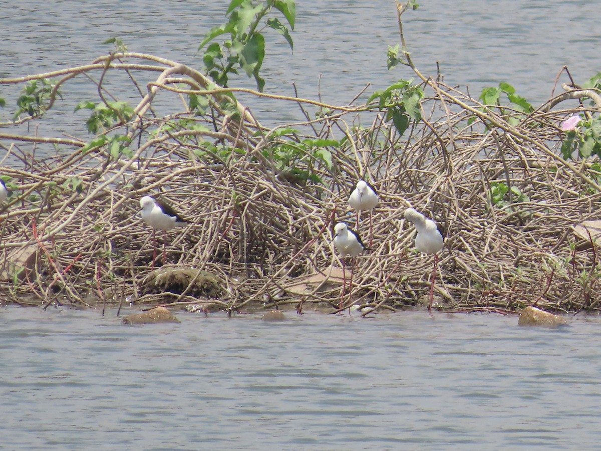 Black-winged Stilt - ML618771437