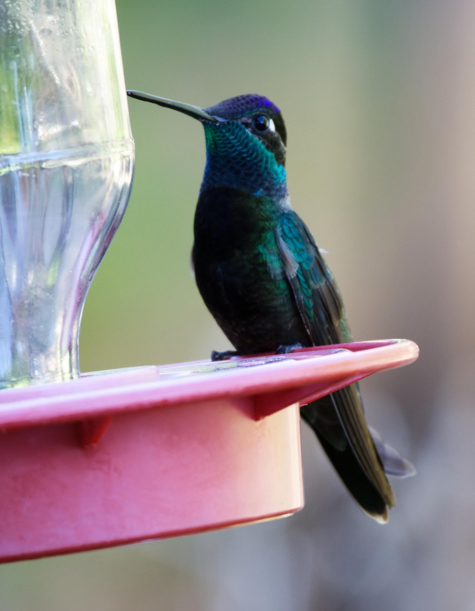 Rivoli's Hummingbird - Leslie Holzmann