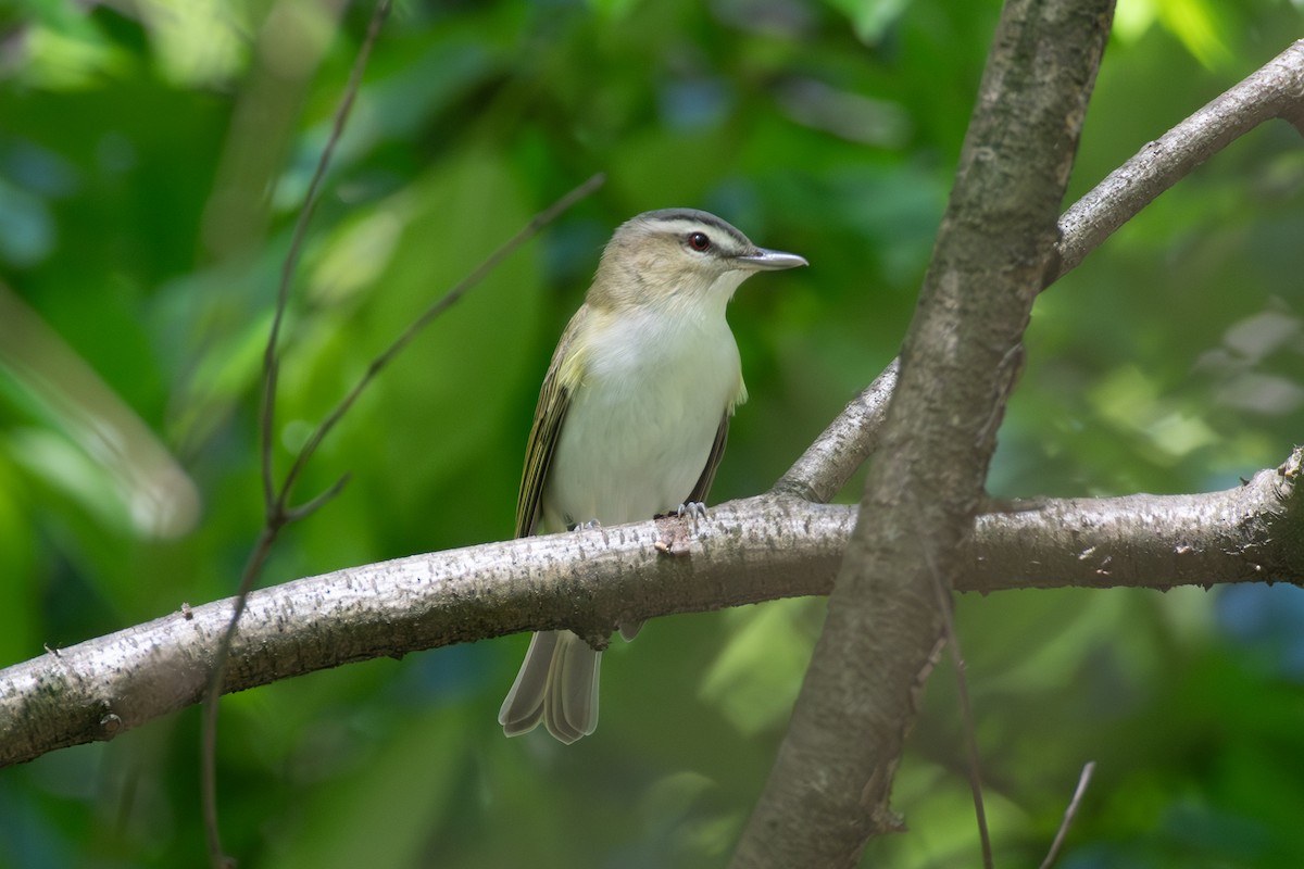 Red-eyed Vireo - Cody Limber