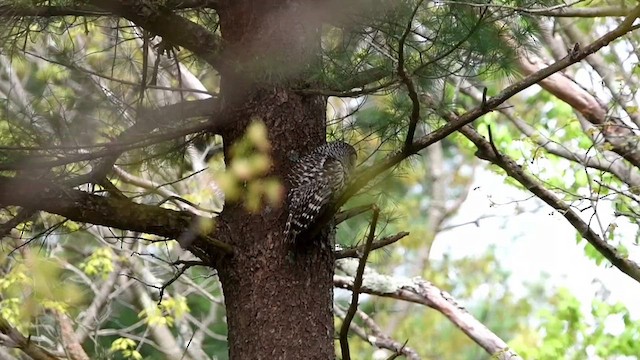 Barred Owl - ML618771519