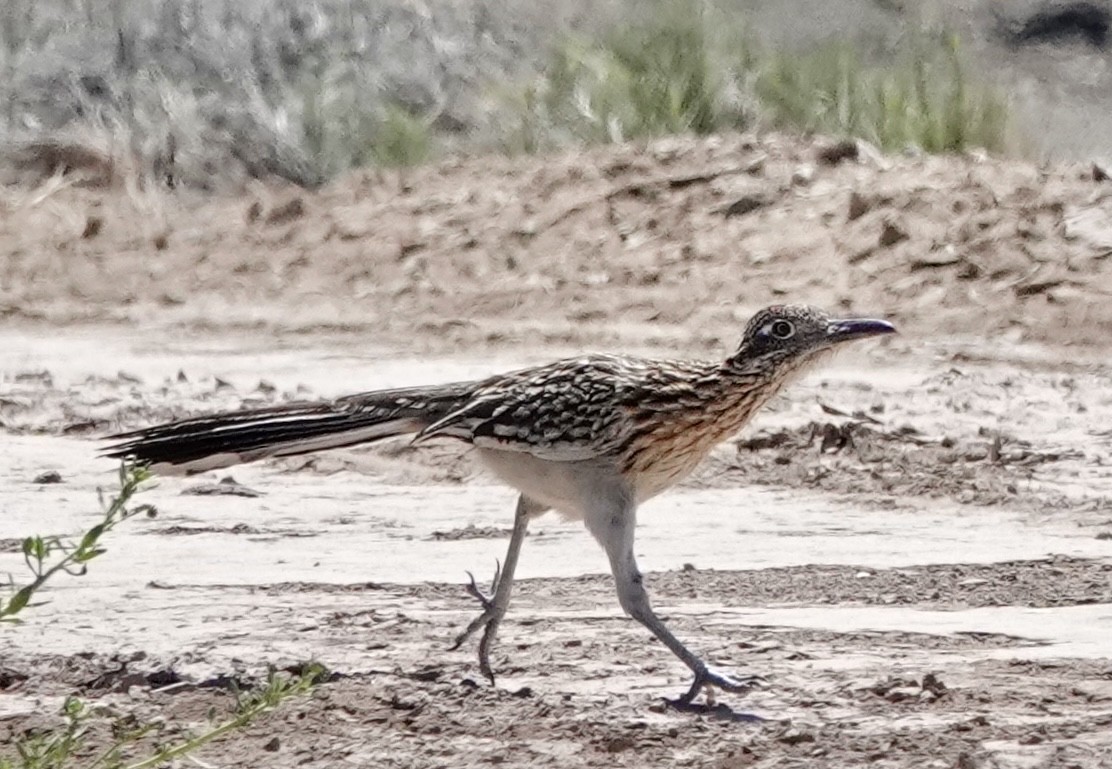 Greater Roadrunner - ML618771520