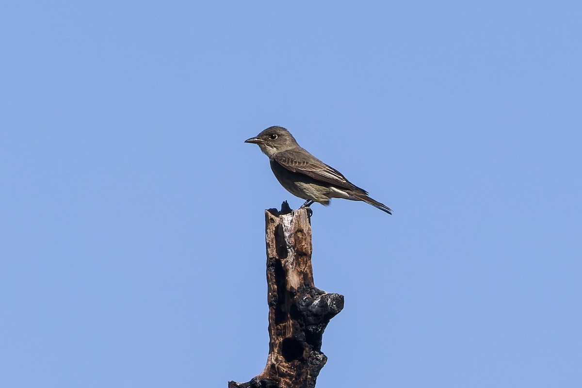 Greater Pewee - ML618771523
