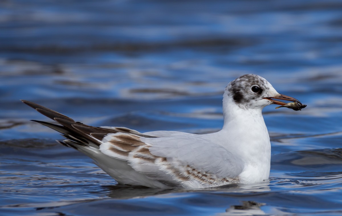 Black-headed Gull - John Alexander