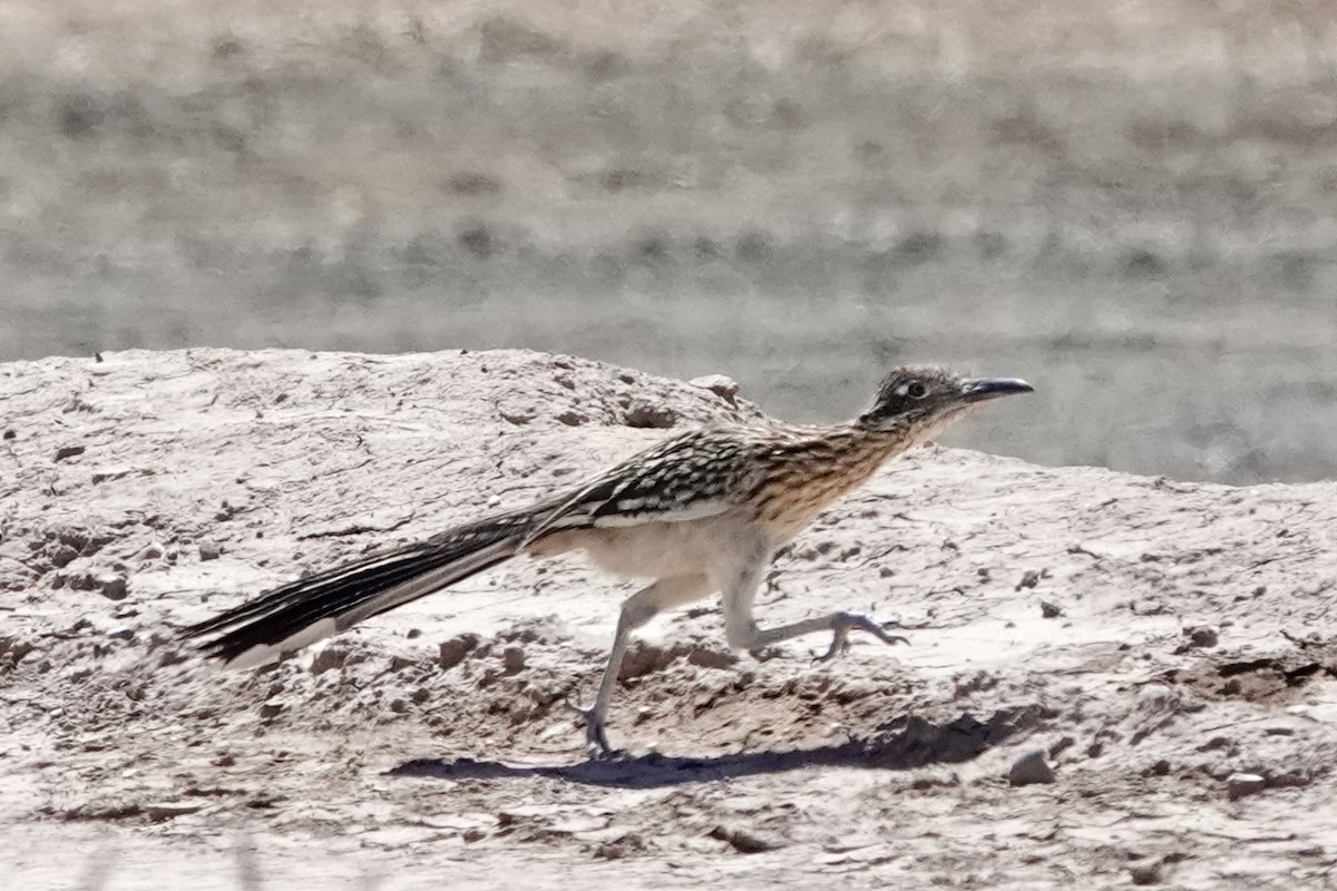 Greater Roadrunner - ML618771544