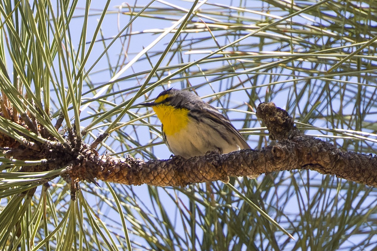 Grace's Warbler - Kyle Shay