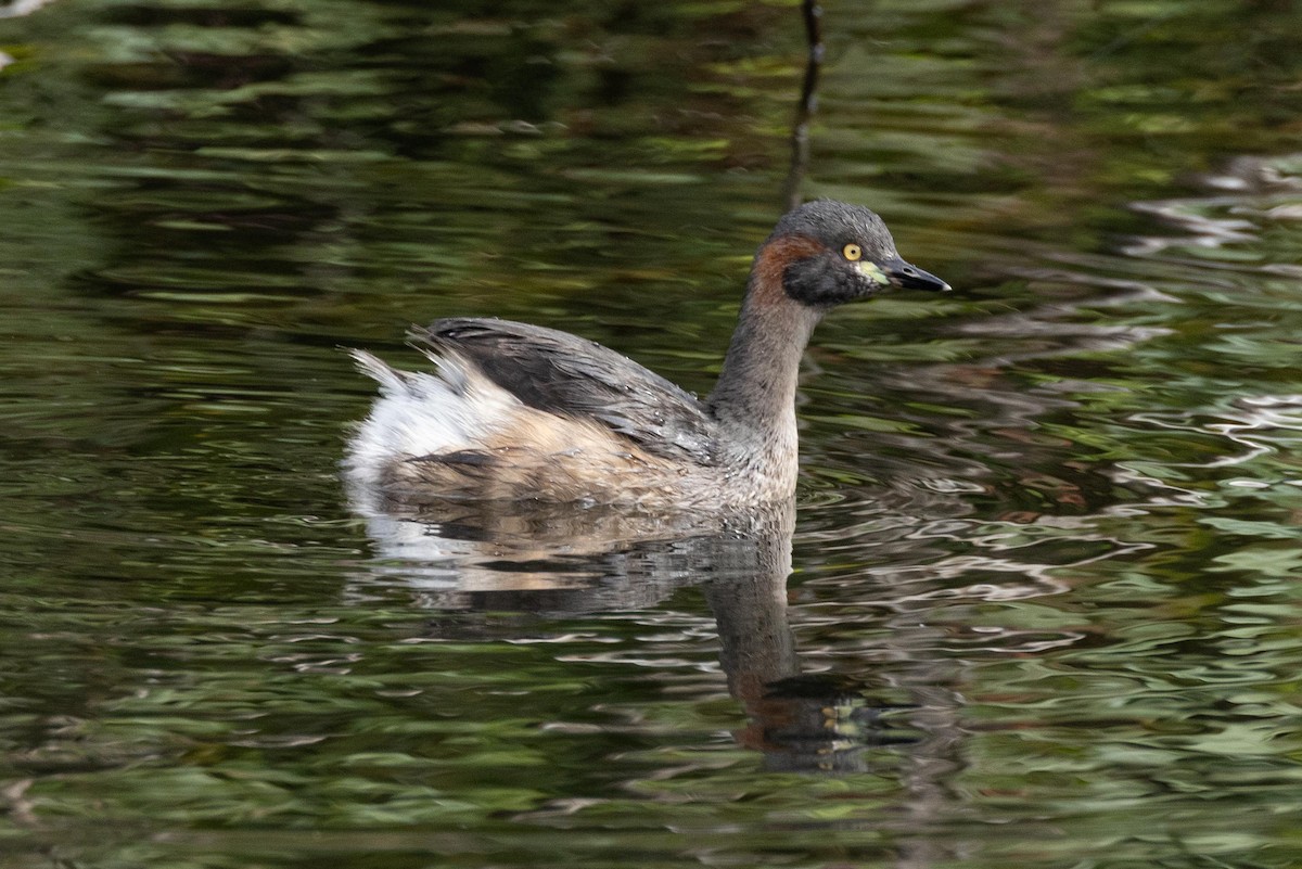 Australasian Grebe - ML618771548