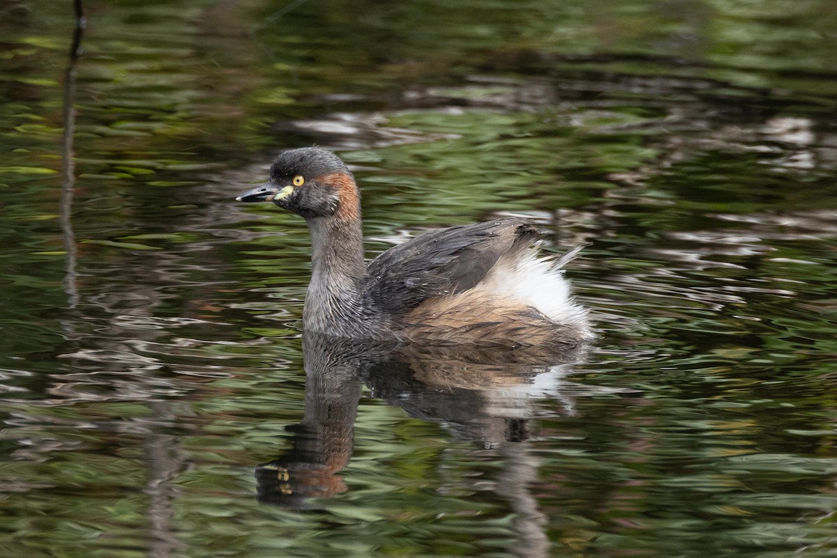 Australasian Grebe - ML618771549