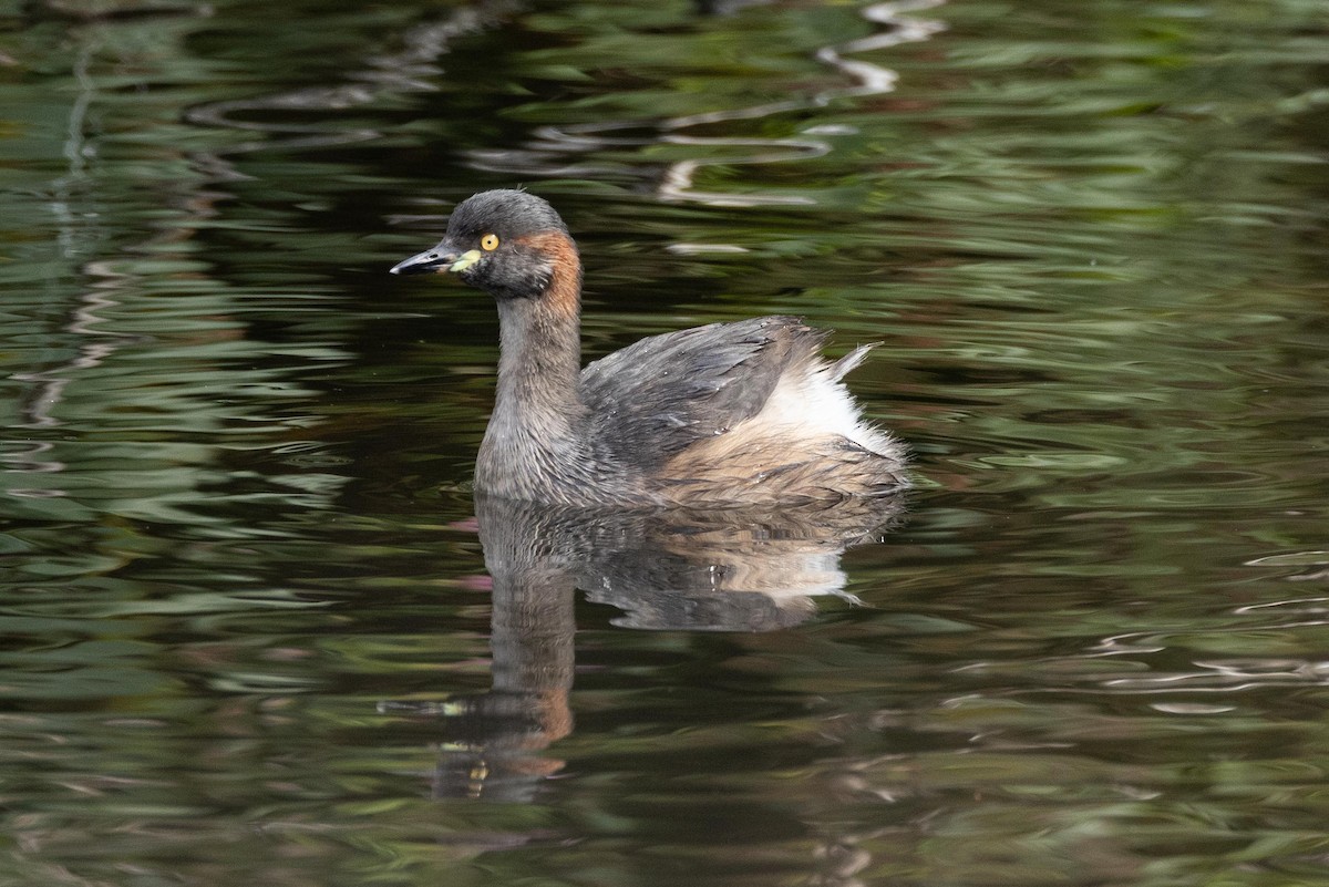 Australasian Grebe - ML618771550