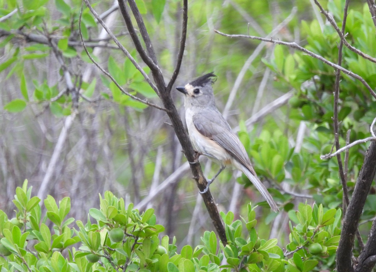 Black-crested Titmouse - ML618771551