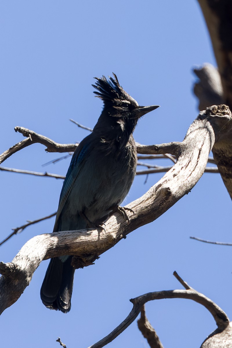 Steller's Jay - ML618771602