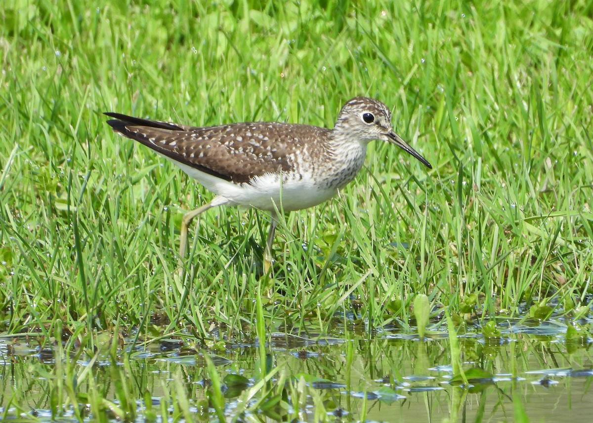 Solitary Sandpiper - ML618771616