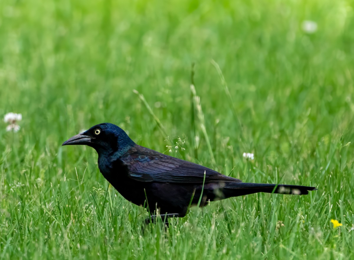 Common Grackle (Florida/Purple) - ML618771620