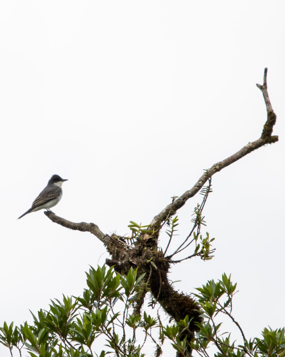 Eastern Kingbird - Freddy Herrera