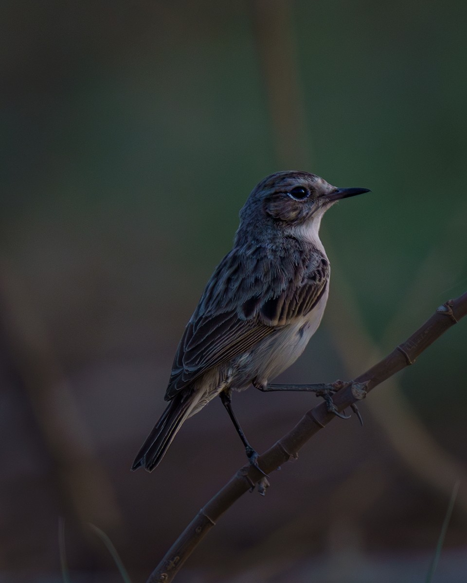 White-browed Bushchat - ML618771636