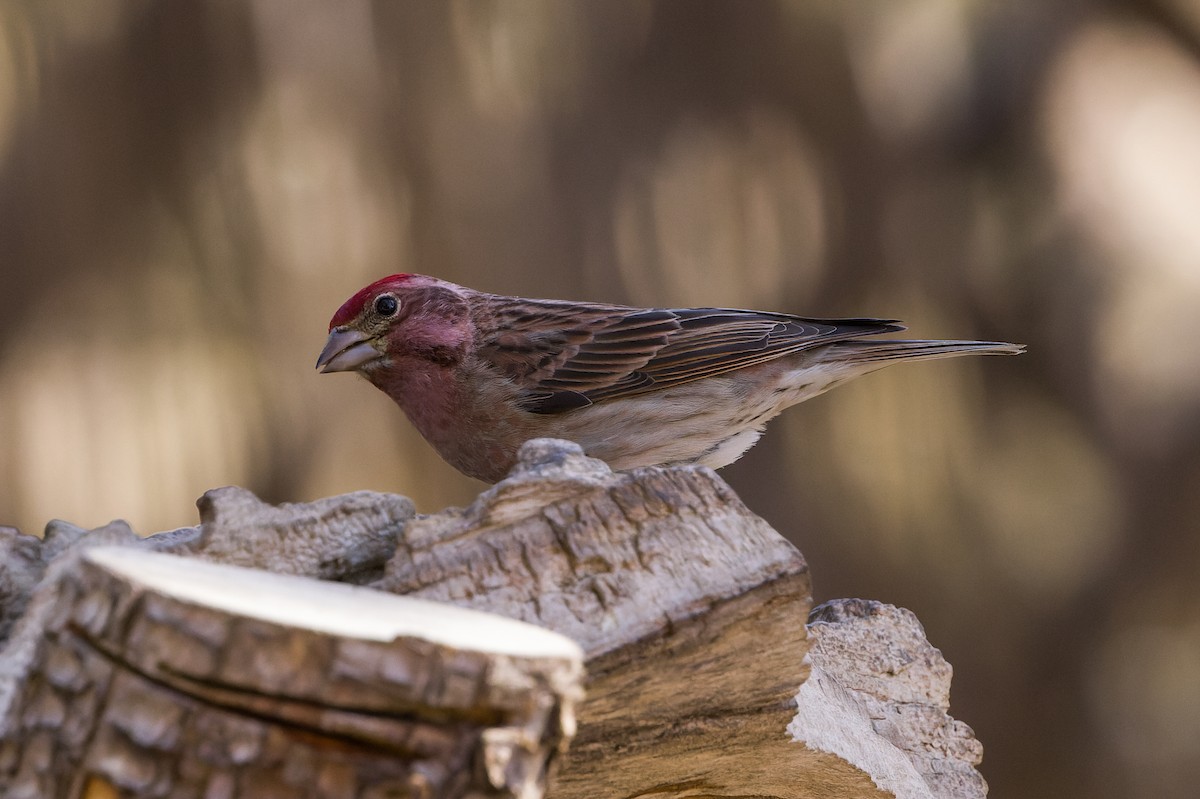 Cassin's Finch - ML618771653