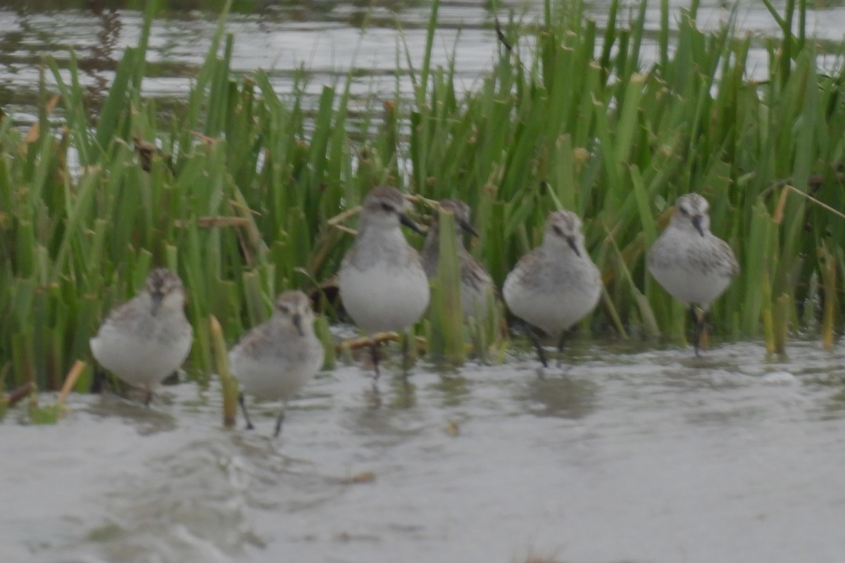 Semipalmated Sandpiper - Larry Gaugler