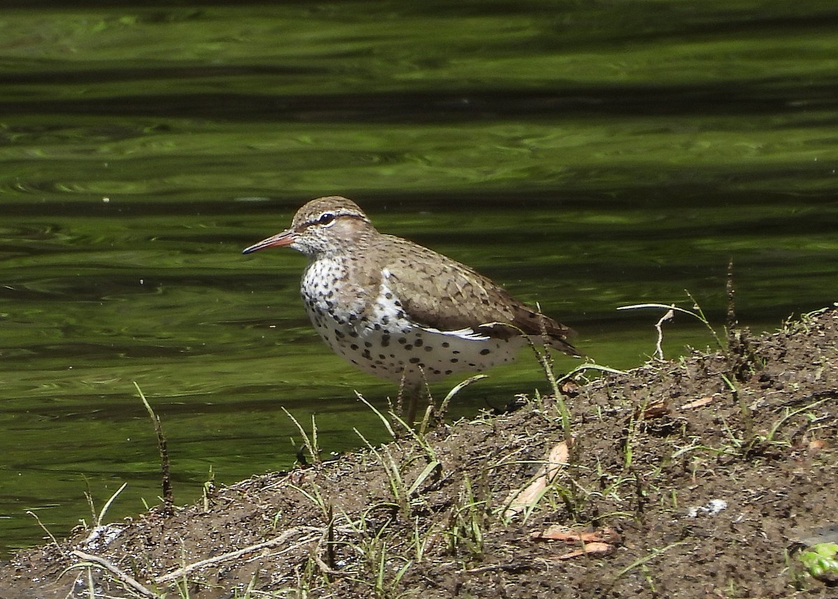 Spotted Sandpiper - Natalie Rodgers