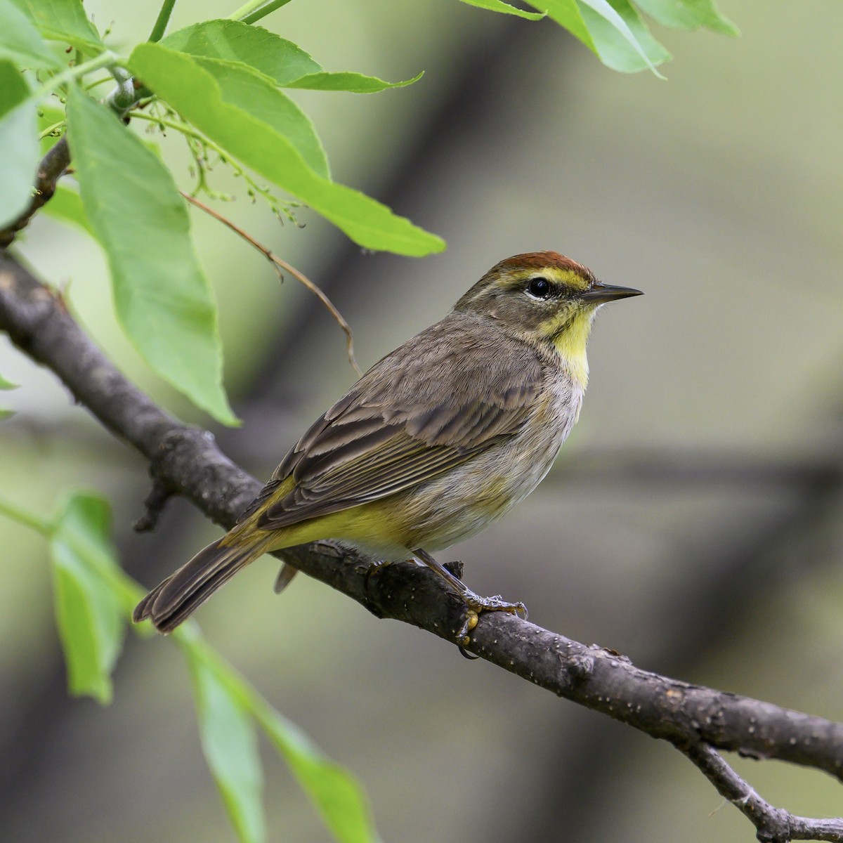 Palm Warbler - Christopher Boser