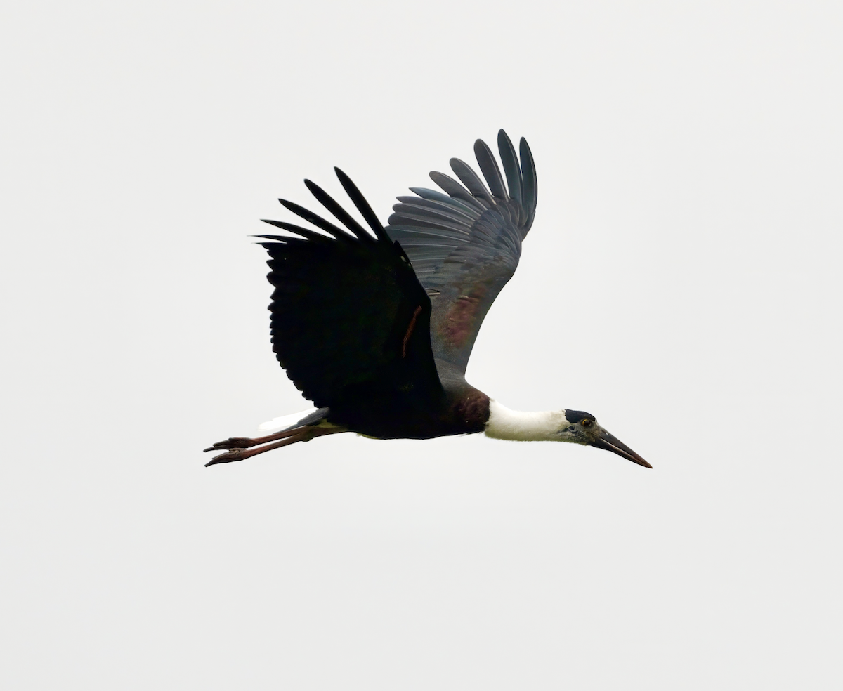 Asian Woolly-necked Stork - ML618771699