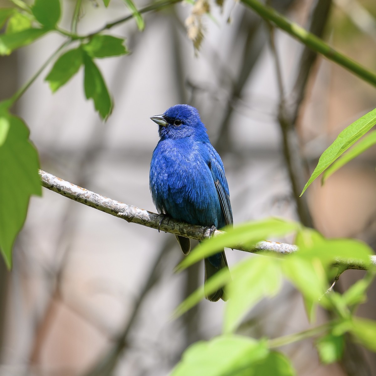 Passerin indigo - ML618771700