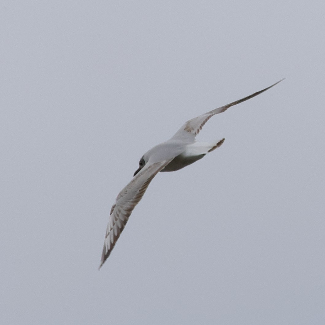Black-headed Gull - ML618771731