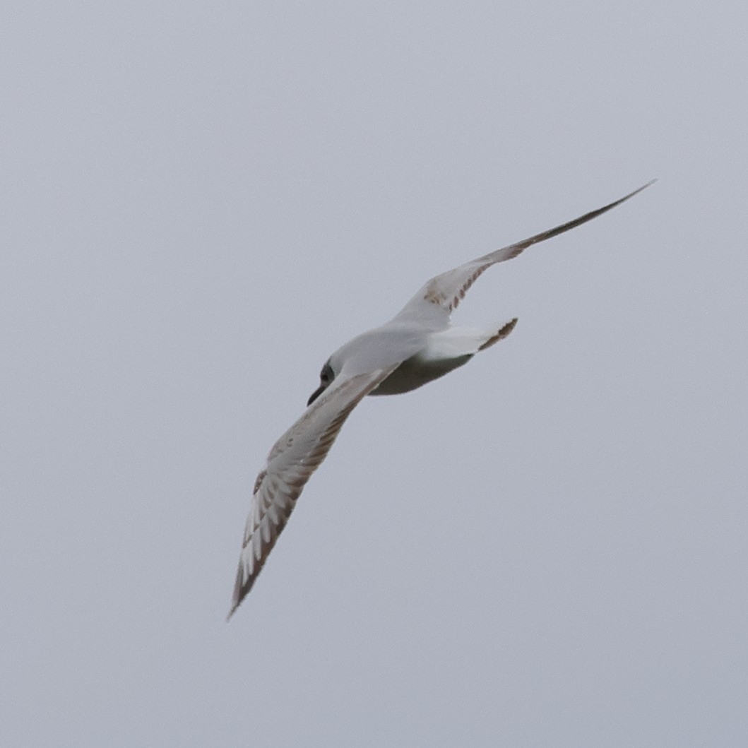 Mouette rieuse - ML618771731