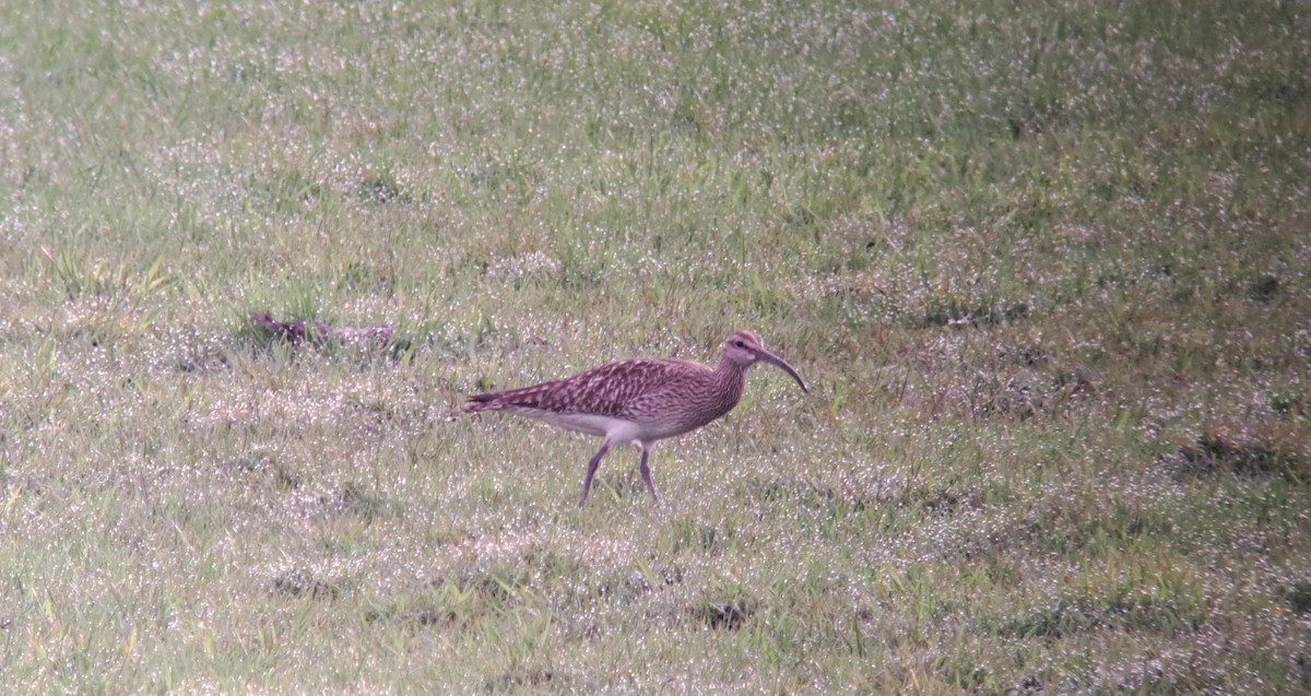 Whimbrel (European) - Alexander Lees