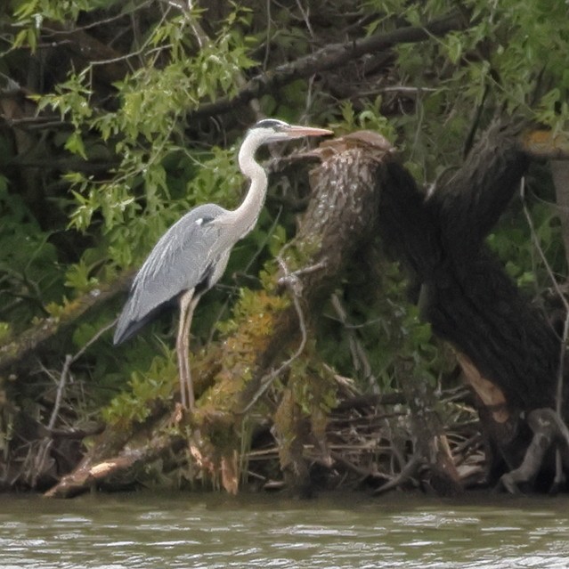 Gray Heron - ML618771736