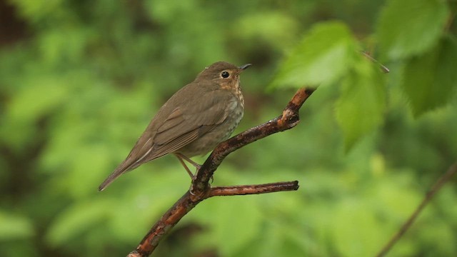 Swainson's Thrush - ML618771740