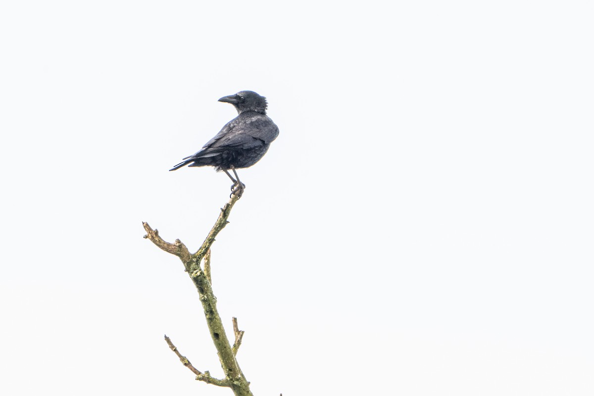 Carrion Crow - Guido Van den Troost