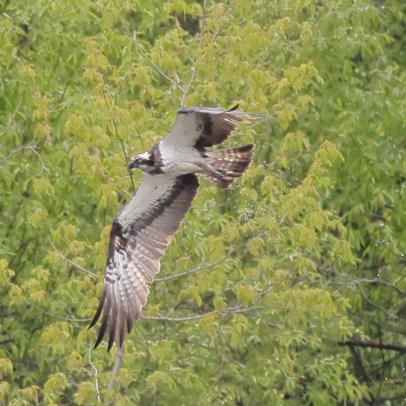 Balbuzard pêcheur - ML618771746