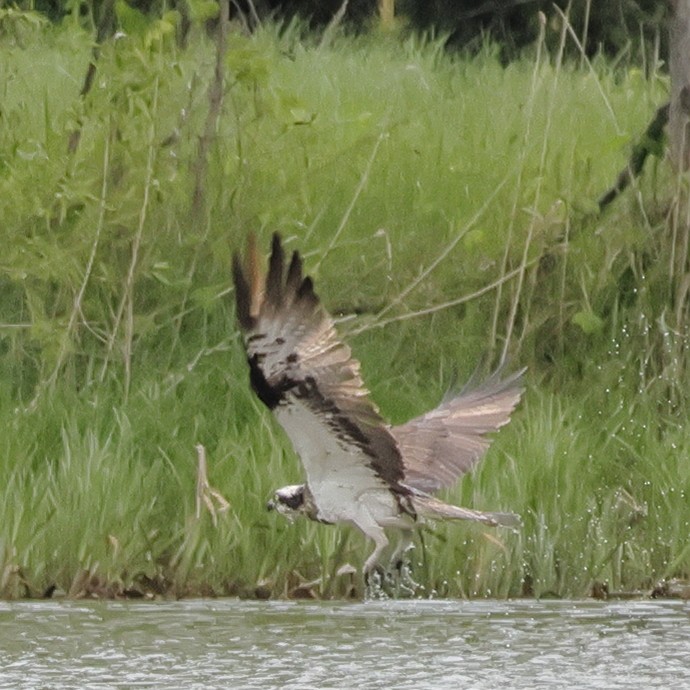 Osprey - ML618771750