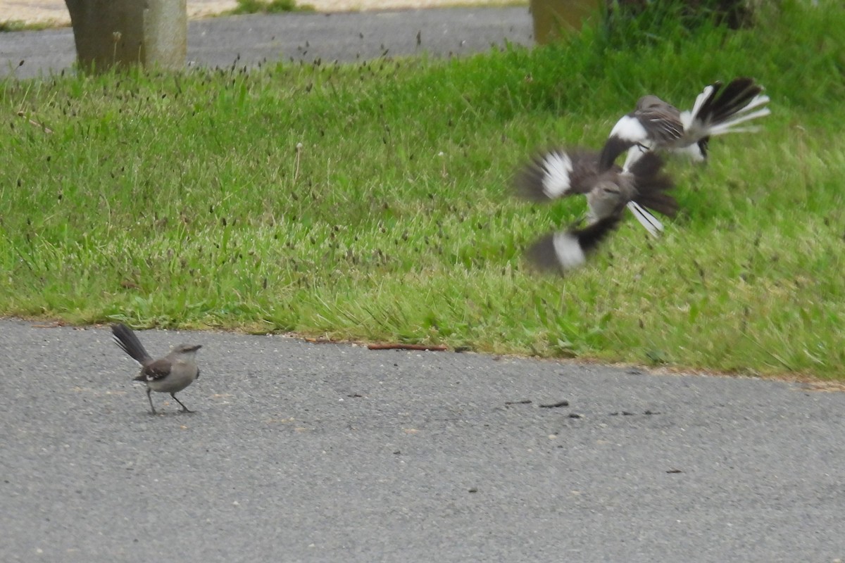 Northern Mockingbird - ML618771760