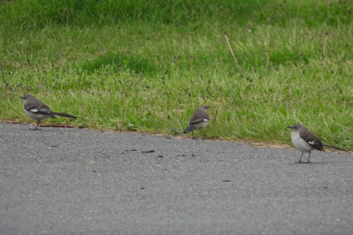 Northern Mockingbird - ML618771761