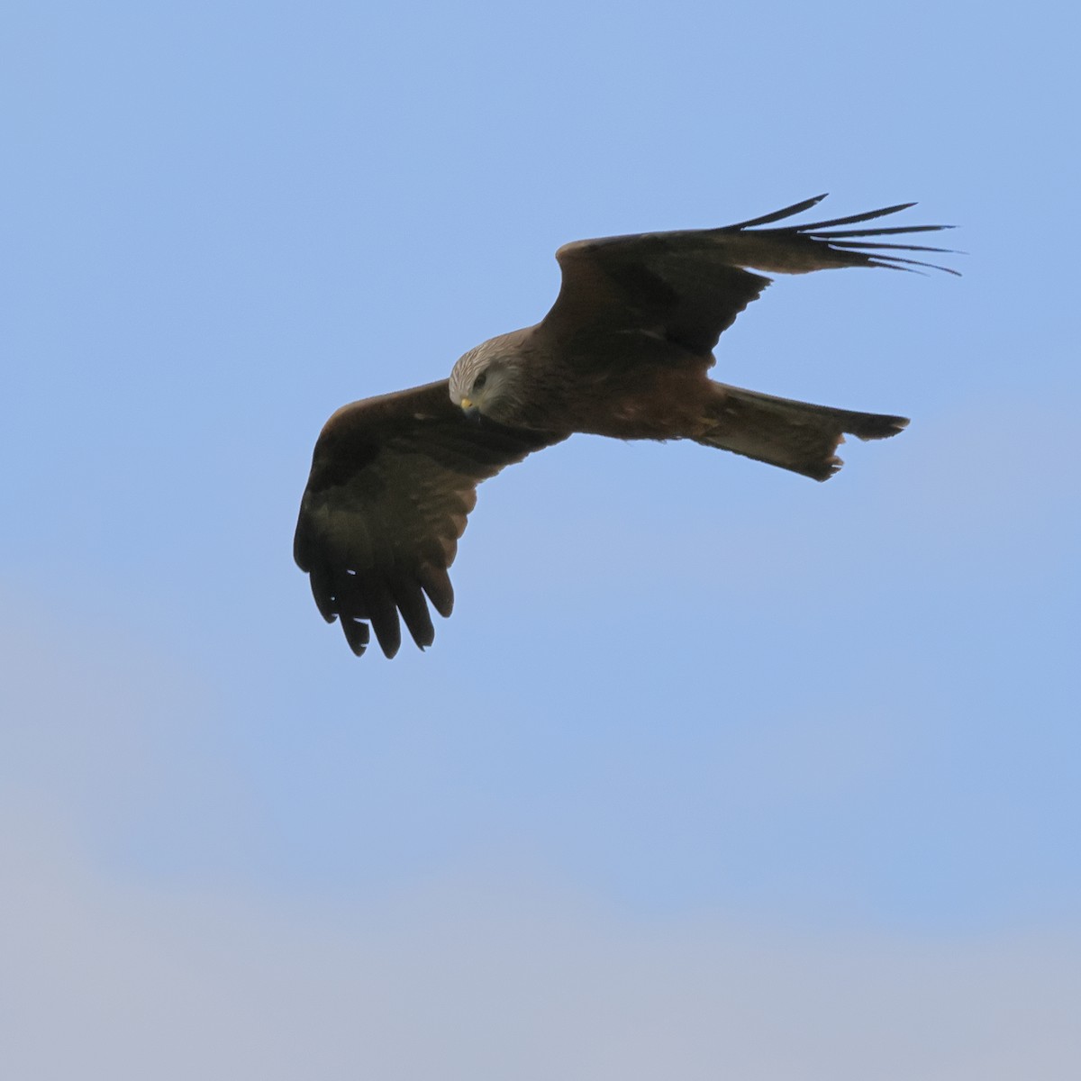 Black Kite - ML618771782