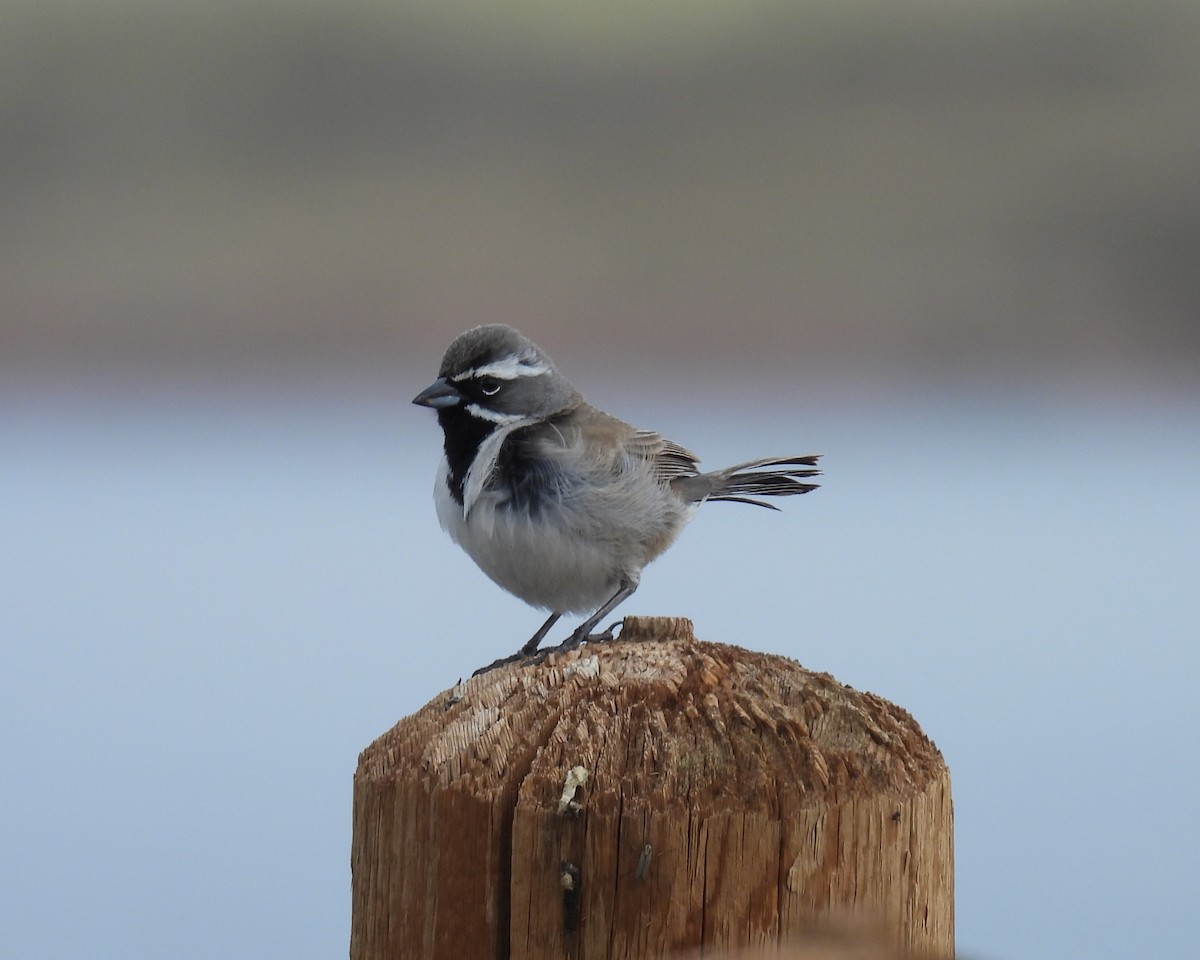 Black-throated Sparrow - Jay Breidt