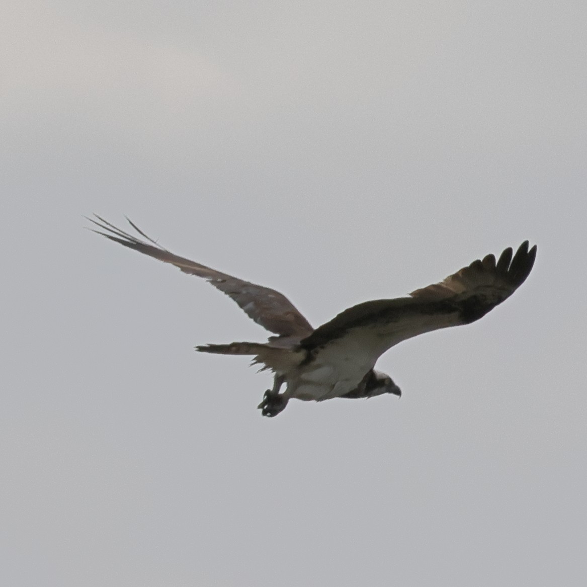 Águila Pescadora - ML618771801