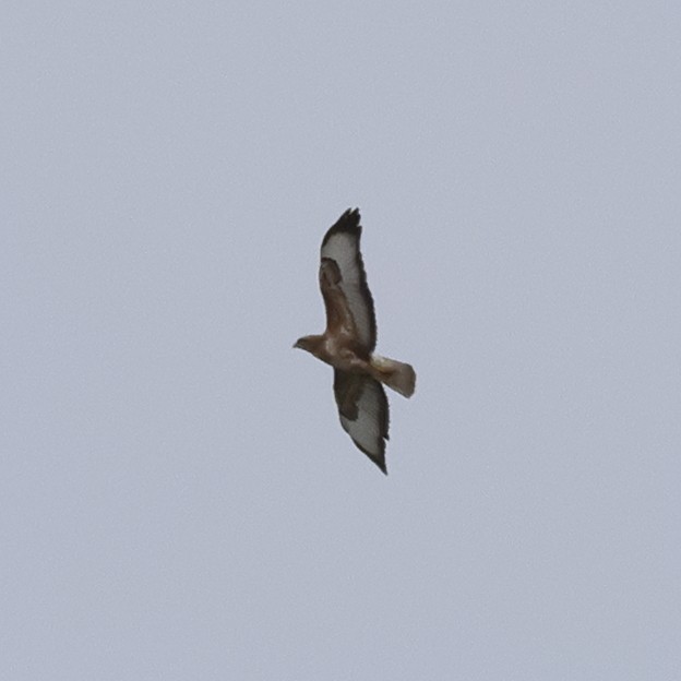 Common Buzzard - ML618771807