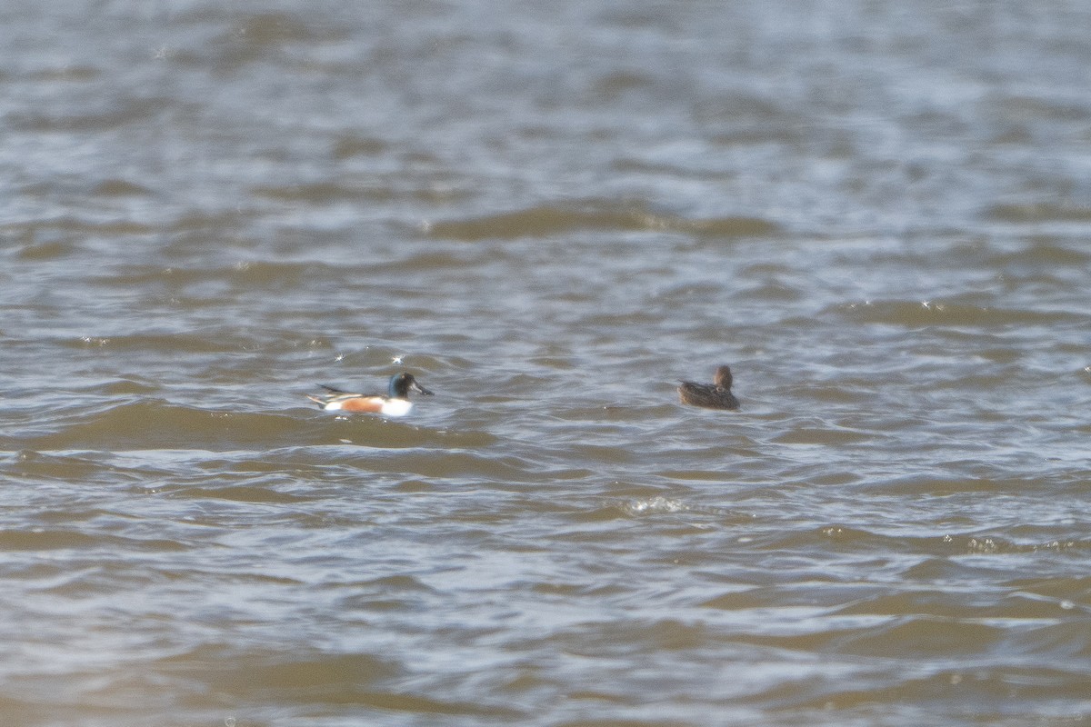 Northern Shoveler - Guido Van den Troost